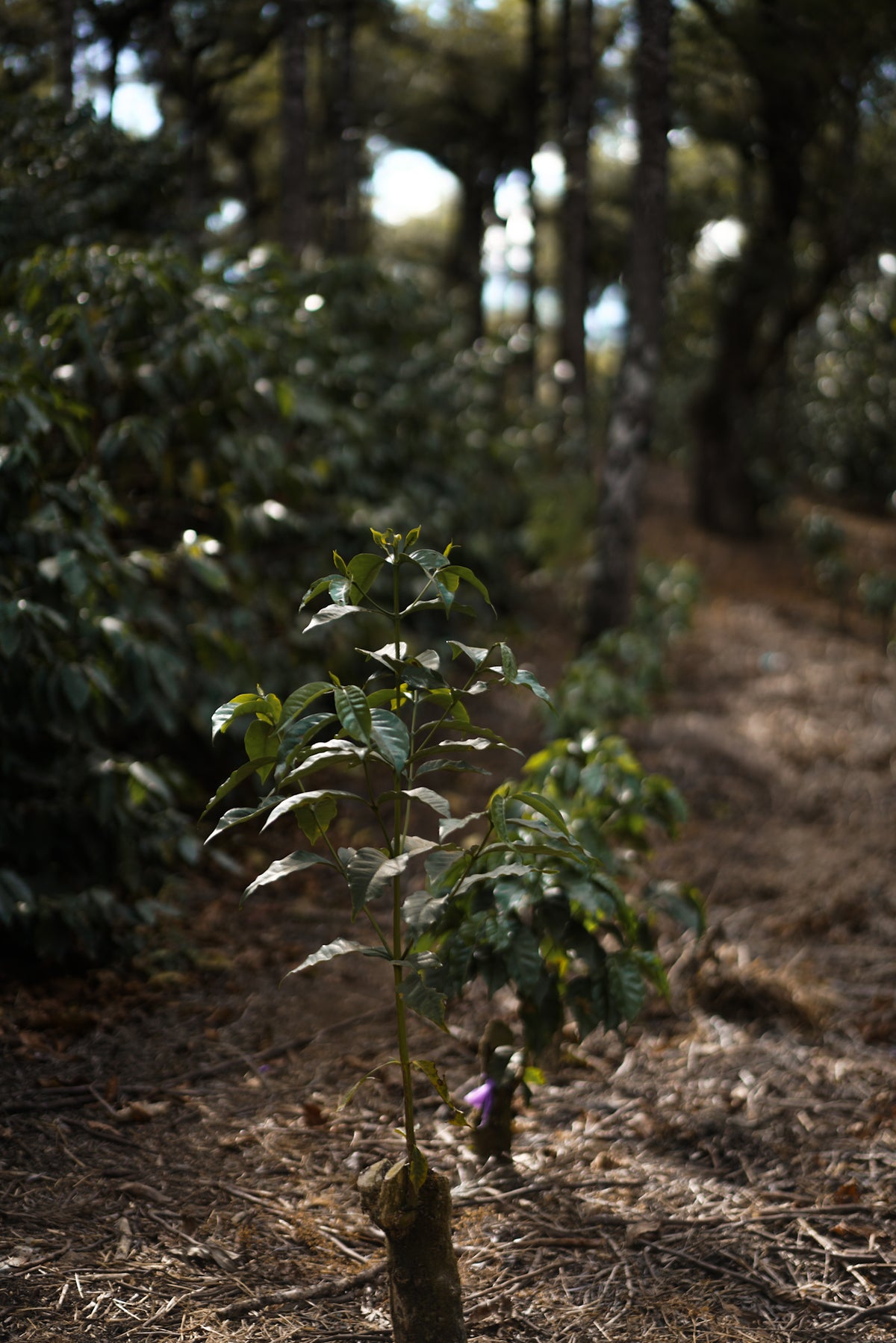 Los Volcanes Coffee  image 1