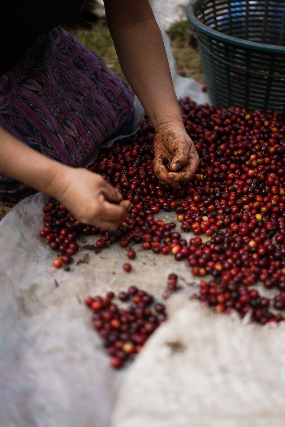 Los Volcanes Coffee  image 3